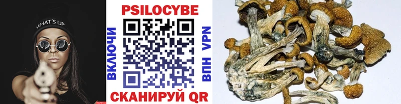 Купить где  Александровск  Псилоцибиновые грибы Psilocybe 